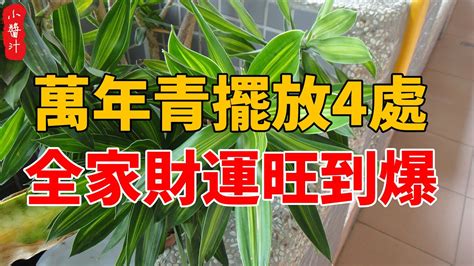 萬年青風水擺放